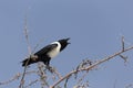 Pied crow on a tree Royalty Free Stock Photo