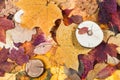 pied fallen autumn leaves and sawed woods Royalty Free Stock Photo