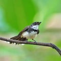 Pied Fantail bird Royalty Free Stock Photo