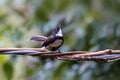 Pied Fantail Rhipidura aureola in nature