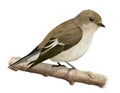 Pied Flycatcher