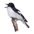 Pied Flycatcher