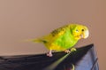 Pied green and yellow parakeet, budgerigar