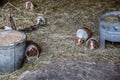 Pied guinea pigs in the straw