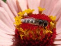 Pied Hoverfly Scaeva pyrastri