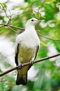 Pied Imperial Pigeon