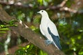 Pied Imperial Pigeon bird Royalty Free Stock Photo