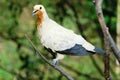 Pied Imperial Pigeon in closed-up photo with blur background