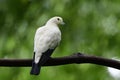 Pied imperial pigeon Ducula bicolor beautiful white bird with black tail perching on tree branch