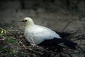 Pied Imperial-pigeon Ducula bicolor hatching on nest Royalty Free Stock Photo
