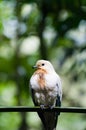 Pied Imperial Pigeon