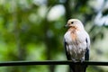 Pied Imperial Pigeon Royalty Free Stock Photo