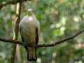 Pied Imperial-Pigeon (Ducula bicolor) perching on a branch with green nature blurred bokeh background.