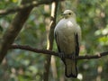 Pied Imperial-Pigeon (Ducula bicolor) perching on a branch with green nature blurred bokeh background.