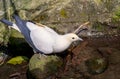 Pied Imperial-Pigeon (Ducula bicolor) perching on a rock in sunny with copy space.