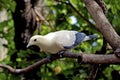 Pied Imperial Pigeon 606047