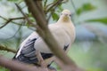 A Pied Imperial pigeon perching on the top of a tree branch in the wild