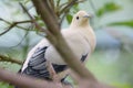 A Pied Imperial pigeon perching on the top of a tree branch in the wild