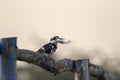 Pied king fisher bird with fish sitting on a wooden platform