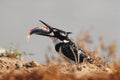 Pied Kingfisher