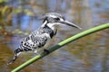 Pied Kingfisher Royalty Free Stock Photo