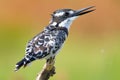 Pied Kingfisher Royalty Free Stock Photo