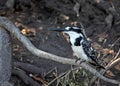 Pied Kingfisher