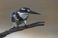 Pied Kingfisher Royalty Free Stock Photo