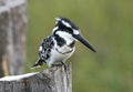 Pied Kingfisher Royalty Free Stock Photo