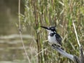 Pied kingfisher Royalty Free Stock Photo