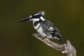 Pied Kingfisher Royalty Free Stock Photo