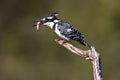 Pied Kingfisher