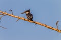 Pied Kingfisher Bird Branch Royalty Free Stock Photo