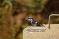 Pied Kingfisher bird perched in sunlight Royalty Free Stock Photo