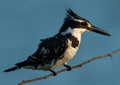 Pied kingfisher bird perched on a tree branch Royalty Free Stock Photo