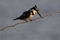 Pied kingfisher bird perched on a tree branch Royalty Free Stock Photo