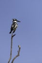 Pied kingfisher bird sitting on a branch closeup. Israel