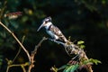 Pied Kingfisher Bird Tree Royalty Free Stock Photo