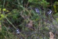 Pied Kingfisher Birds Three