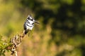 Pied Kingfisher perched branch Royalty Free Stock Photo