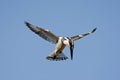 Pied Kingfisher, Bonte IJsvogel, Ceryle rudis