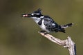 Pied Kingfisher with catch Royalty Free Stock Photo