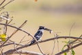 Pied Kingfisher catch