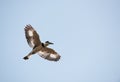 Pied Kingfisher (Ceryle rudis) Royalty Free Stock Photo