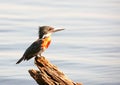 Pied Kingfisher (Ceryle rudis)