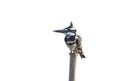 Pied kingfisher Ceryle rudis