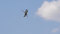 Pied Kingfisher, ceryle rudis, Adult in flight, Lake Baringo Kenya