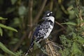 Pied Kingfisher, ceryle rudis, Adult standing on Branch, Naivasha Lake in Kenya