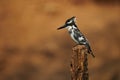 Pied kingfisher Ceryle rudis, an african bird Royalty Free Stock Photo