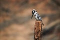 Pied kingfisher Ceryle rudis, an african bird Royalty Free Stock Photo